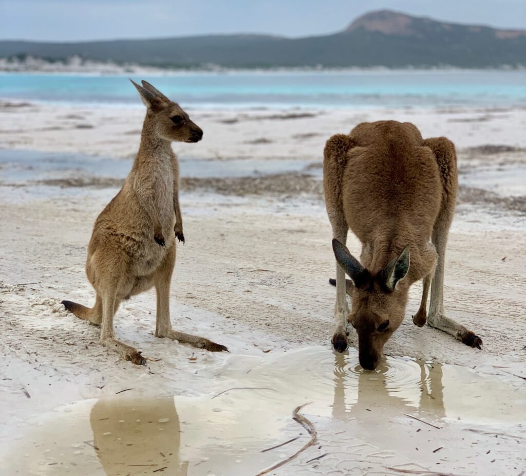 lucky bay kangaroos