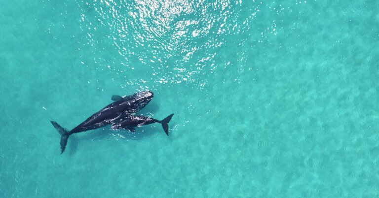 Australia’s South West X So Perth Albany 2019 Campaign