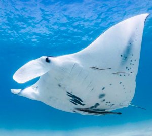 Australia’s Coral Coast: ‘I got caught up in a whirlwind manta ray romance’