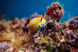 Australia’s Coral Coast: Diving in Exmouth