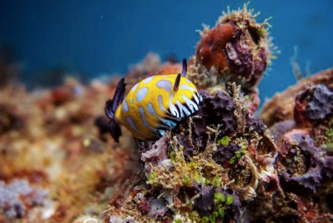Australia’s Coral Coast: Diving in Exmouth