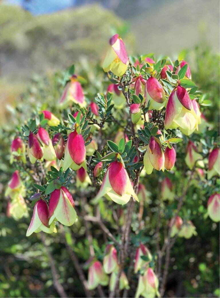 Caravan World Magazine: Blissing Out